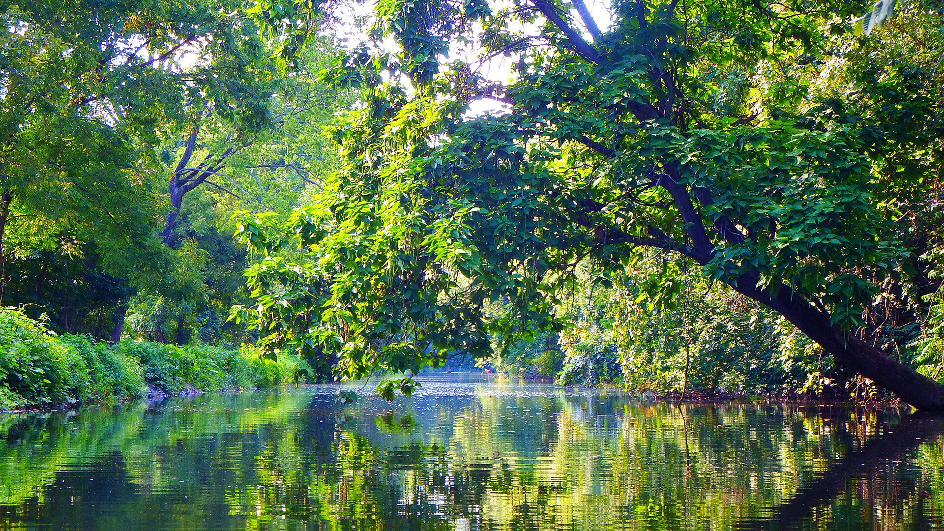 The narrow Oakes Reach canal in full summer leaf, the water mirroring the overhanging trees